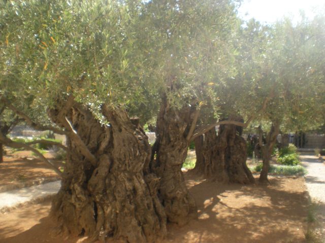 Olivos de Getsemaní