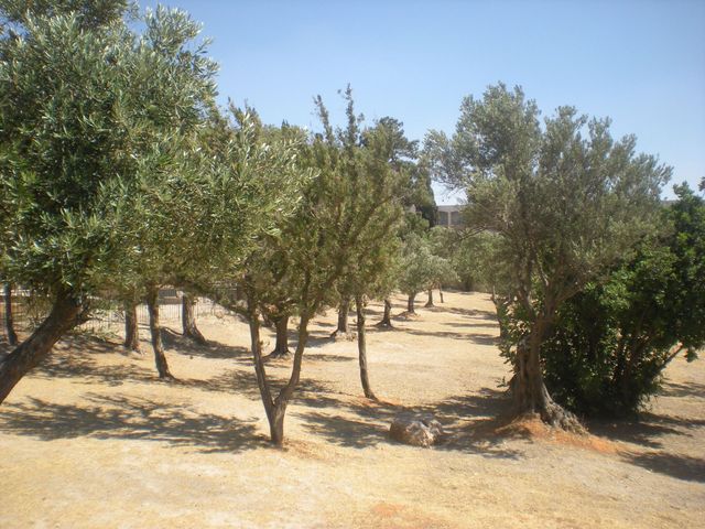 Huerto de los Olivos