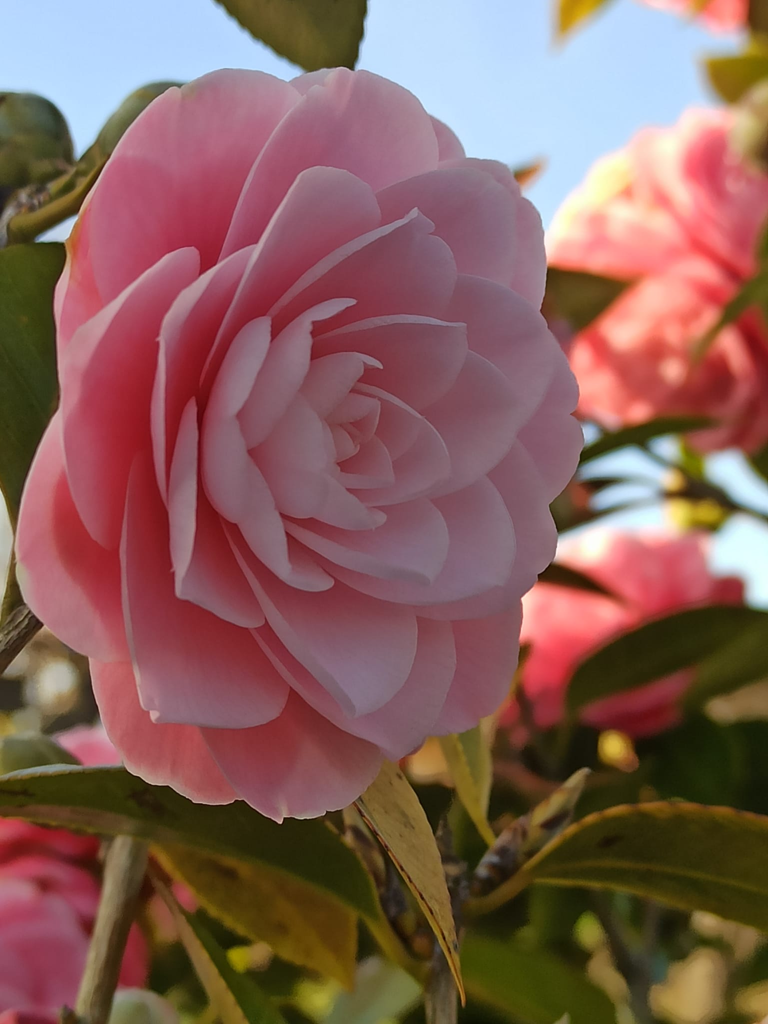 Rosa mystica