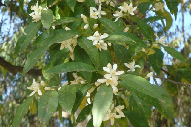 Fleurs d'oranger