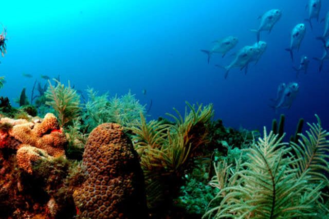 Fonds marins, coraux et poissons