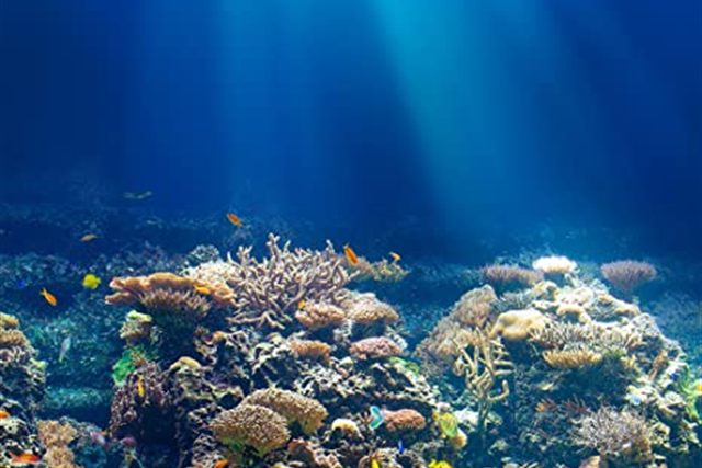 Récif de corail