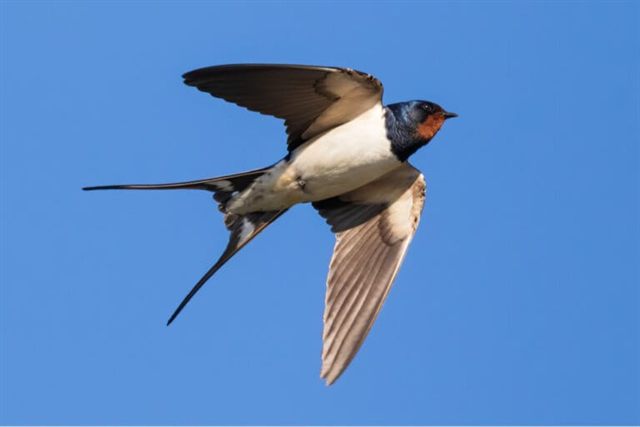 Hirondelle en vol