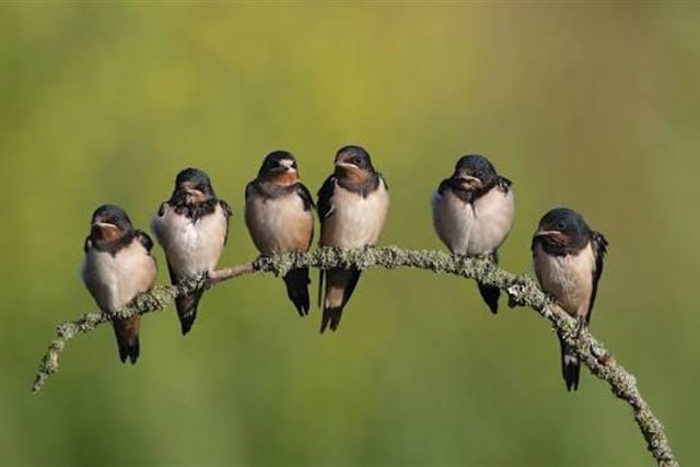 Hirondelles sur une branche