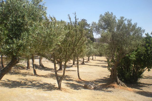 Oliveraie