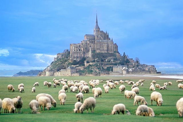 Moutons devant le Mont Saint-Michel