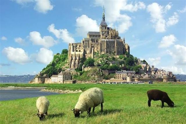 Moutons dans les prés-salés du Mont Saint-Michel