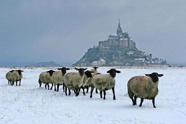 Moutons sous la neige devant le Mont Saint-Michel
