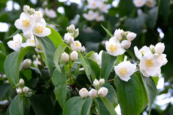 Fleurs de jasmin