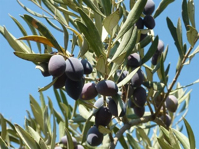 Olives